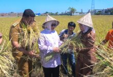 Ketua TP PKK Pacu Produktivitas Petani di Acara Musyawarah Tani Abbulo Sibatang