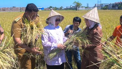 Ketua TP PKK Pacu Produktivitas Petani di Acara Musyawarah Tani Abbulo Sibatang