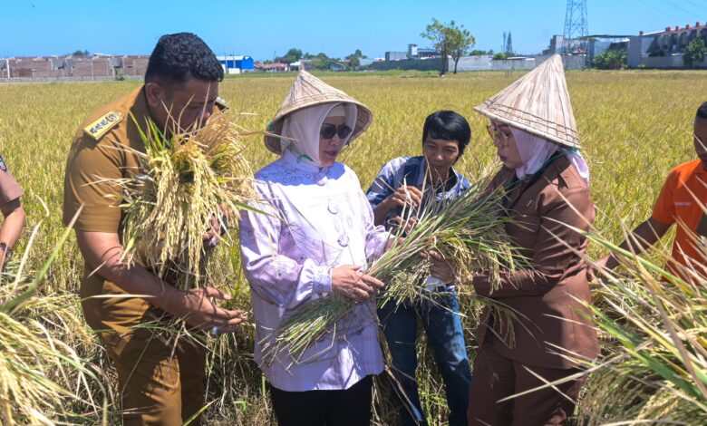 Ketua TP PKK Pacu Produktivitas Petani di Acara Musyawarah Tani Abbulo Sibatang