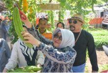 Indira Yusuf Ismail Tinjau Produk UMKM, Main Engklek dan Panen Sayur di Longwis Ichinomia