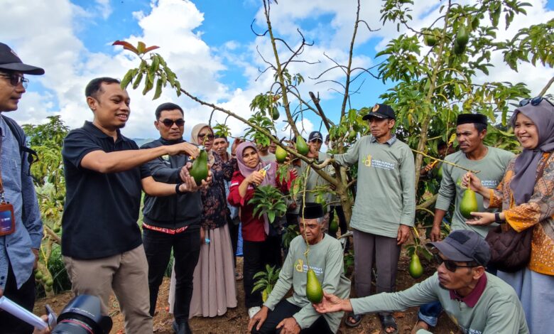 LAZ Hadji Kalla Panen Perdana 2.000 Benih Alpukat Varietas Unggul