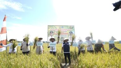 Sederet Program Andi Sudirman di Sektor Pertanian, Mandiri Benih hingga Modernisasi Alsintan