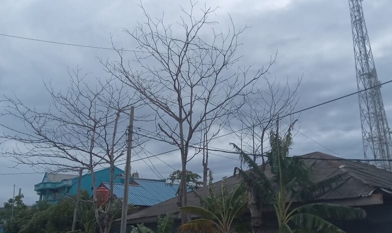 Pohon Mati dan Rawan Tumbang di Benteng Selayar Disorot