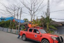 BPBD Selayar Akhirnya Tebang Pohon Rawan Tumbang di Benteng
