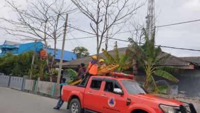 BPBD Selayar Akhirnya Tebang Pohon Rawan Tumbang di Benteng