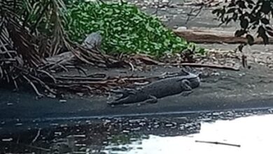 Viral Foto Penampakan Buaya di Daerah Labau Pantai Timur Selayar