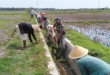 Optimalisasi Lahan Pertanian, Bone Dapat Jatah Pembangunan 17 Jalur Irigasi dari Pusat
