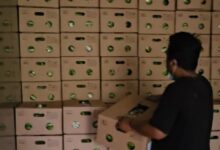 Ekspor Pisang Cavendish dari Bone Tembus Pasar Korea Selatan