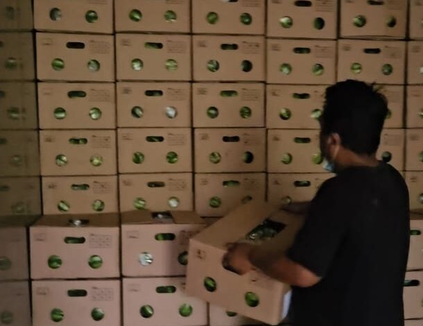 Ekspor Pisang Cavendish dari Bone Tembus Pasar Korea Selatan