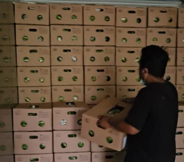 Ekspor Pisang Cavendish dari Bone Tembus Pasar Korea Selatan
