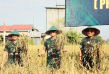 Danlantamal VI Hadiri Panen Raya Demplot Padi Sinar Mentari Kodam XIV/Hsn