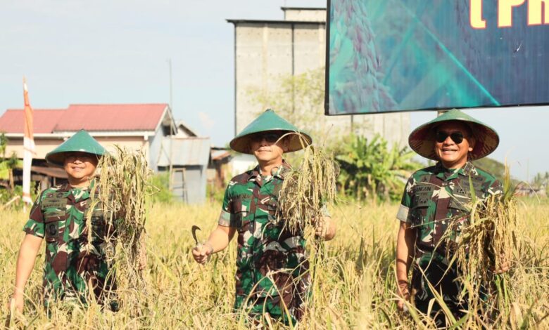 Danlantamal VI Hadiri Panen Raya Demplot Padi Sinar Mentari Kodam XIV/Hsn