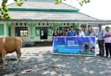 Huabao Indonesia Salurkan 17 Sapi Kurban untuk Warga Lingkar Industri Morowali