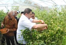 Munafri Panen Raya Cabai Rawit di Pesantren Gombara