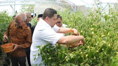 Munafri Panen Raya Cabai Rawit di Pesantren Gombara