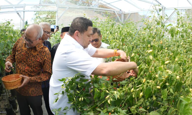 Munafri Panen Raya Cabai Rawit di Pesantren Gombara