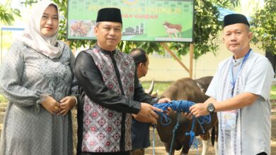 Lantamal VI Laksanakan Penyembelihan Hewan Qurban dalam Rangka Idul Adha 1446 H/2025 M