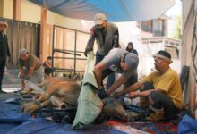 Masjid Al Ikhlas Prima Griya Kurban Delapan Ekor Sapi