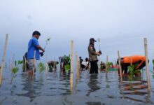 Jaga Masa Depan Pesisir, LAZ Hadji Kalla Dukung Penanaman 2.000 Mangrove di Majene