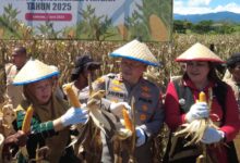 Wagub Sulteng Hadiri Panen Raya Jagung Serentak Kuartal II di Kabupaten Donggala