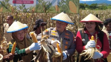 Wagub Sulteng Hadiri Panen Raya Jagung Serentak Kuartal II di Kabupaten Donggala