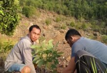 YLH Tana Merah Tanam 1000 Pohon di Lahan Bekas Tambang