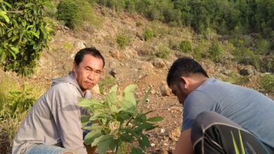 YLH Tana Merah Tanam 1000 Pohon di Lahan Bekas Tambang