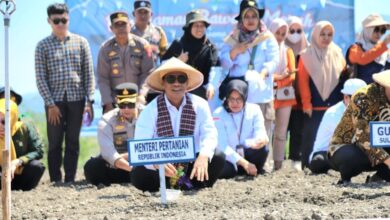 Mentan Amran Canangkan Majene Jadi "Kabupaten Bawang" di Sulbar, Pasok KTI