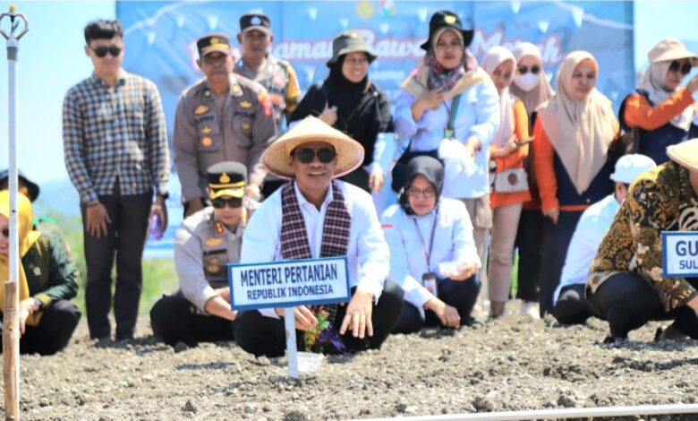 Mentan Amran Canangkan Majene Jadi "Kabupaten Bawang" di Sulbar, Pasok KTI