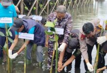Hari Mangrove Sedunia, PT Vale Bersama Lantamal VI Tanam Mangrove dan Restorasi Terumbu Karang