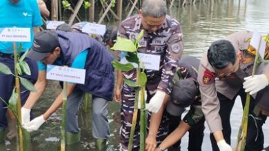 Hari Mangrove Sedunia, PT Vale Bersama Lantamal VI Tanam Mangrove dan Restorasi Terumbu Karang