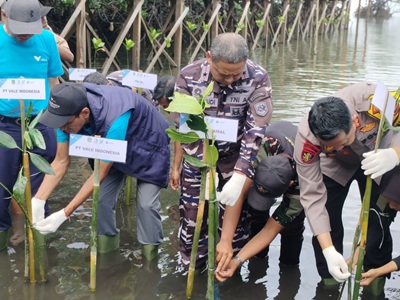 Hari Mangrove Sedunia, PT Vale Bersama Lantamal VI Tanam Mangrove dan Restorasi Terumbu Karang