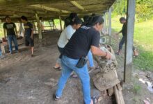 Kerap Lakukan Praktik Perjudian Arena Judi Sabung Ayam Dibongkar Tim Gabungan Polres Bone