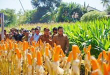 Panen Raya Jagung NK Sumo Sakti, Wabup Darmawangsyah Dorong Inovasi Peningkatan Produksi Jagung di Gowa
