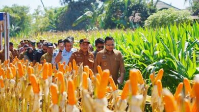 Panen Raya Jagung NK Sumo Sakti, Wabup Darmawangsyah Dorong Inovasi Peningkatan Produksi Jagung di Gowa
