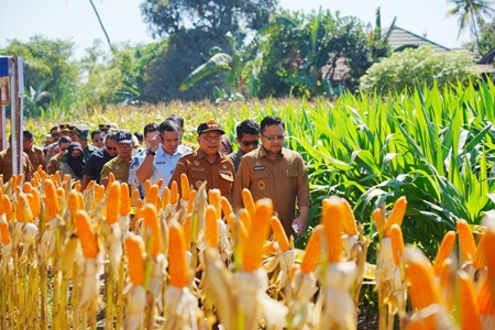 Panen Raya Jagung NK Sumo Sakti, Wabup Darmawangsyah Dorong Inovasi Peningkatan Produksi Jagung di Gowa
