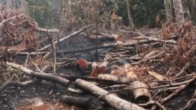 Damkarmat Selayar Berhasil Tangani Tiga Kebakaran Lahan dalam Sehari