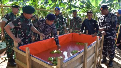 Komandan Kodaeral VI Hadiri Perayaan Penen Raya Pisang Cavendish Sambut HUT Ke-80 TNI di Divif 3 Kostrad