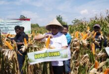 Kembali Panen 7.153 Ton, Pemkab Gowa Perkuat Produksi Jagung