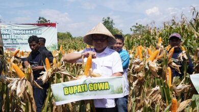 Kembali Panen 7.153 Ton, Pemkab Gowa Perkuat Produksi Jagung