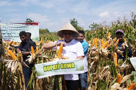 Kembali Panen 7.153 Ton, Pemkab Gowa Perkuat Produksi Jagung