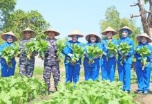Dankodaeral VI Makassar Laksanakan Panen Hasil Ketahanan Pangan Yonmarhanlan VI