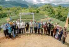 Dari Bantuan Bibit hingga Siap Ekspor Desa Jangang-Jangang Kembangkan Sentra Nanas di Barru