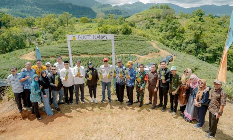 Dari Bantuan Bibit hingga Siap Ekspor Desa Jangang-Jangang Kembangkan Sentra Nanas di Barru