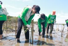 Jaga Aksi Mangrove Lestari, KALLA Tanam 41.000 Bibit Sepanjang 2025