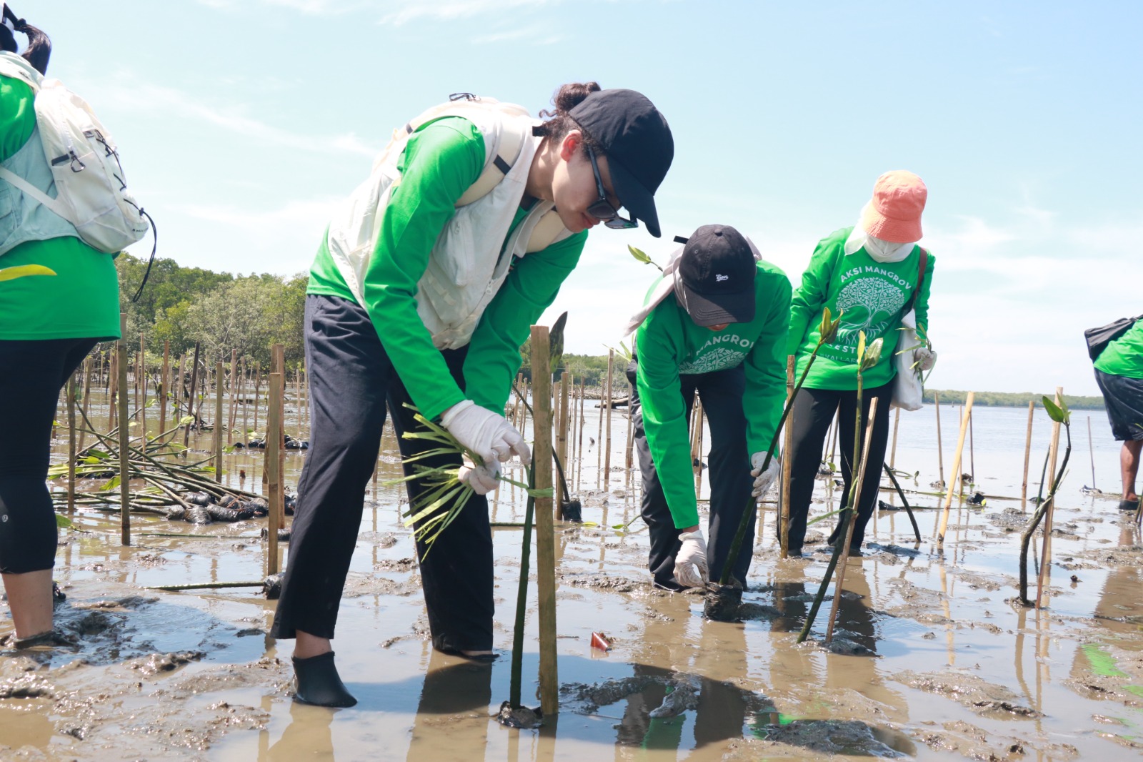 Jaga Aksi Mangrove Lestari, KALLA Tanam 41.000 Bibit Sepanjang 2025