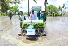 Tanam Perdana Padi di Ajangale, Bupati Bone Pertanian Harus Jadi Solusi Bukan Masalah