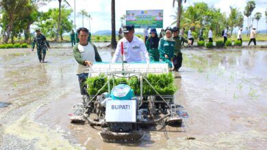 Tanam Perdana Padi di Ajangale, Bupati Bone Pertanian Harus Jadi Solusi Bukan Masalah