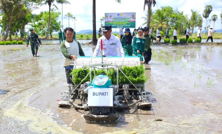 Tanam Perdana Padi di Ajangale, Bupati Bone Pertanian Harus Jadi Solusi Bukan Masalah