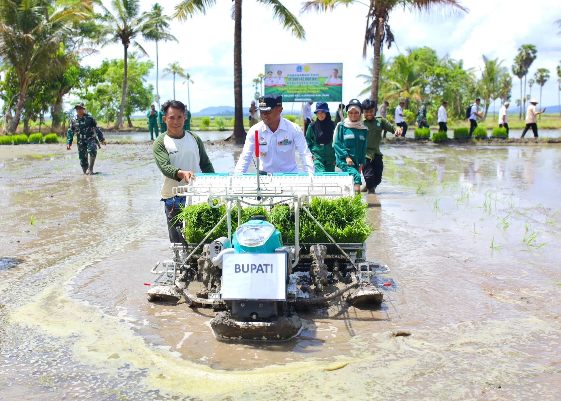 Tanam Perdana Padi di Ajangale, Bupati Bone Pertanian Harus Jadi Solusi Bukan Masalah